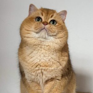 British Shorthair kitten​ For Sale