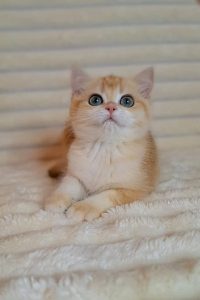 British Shorthair Kitten for Sale