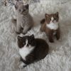 british shorthair cat for sale uk​