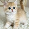 british shorthair kitten​