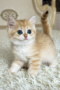 British Shorthair Kitten for Sale