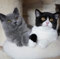 british shorthair cat breeders uk​
