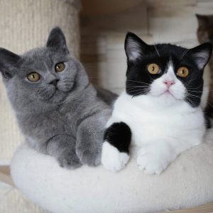 Buy British Shorthair Cat Buy British Shorthair Cat