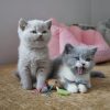 buy british shorthair cat​
