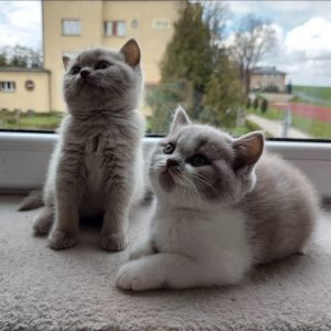 buy british shorthair cat​