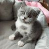 buy british shorthair cat​