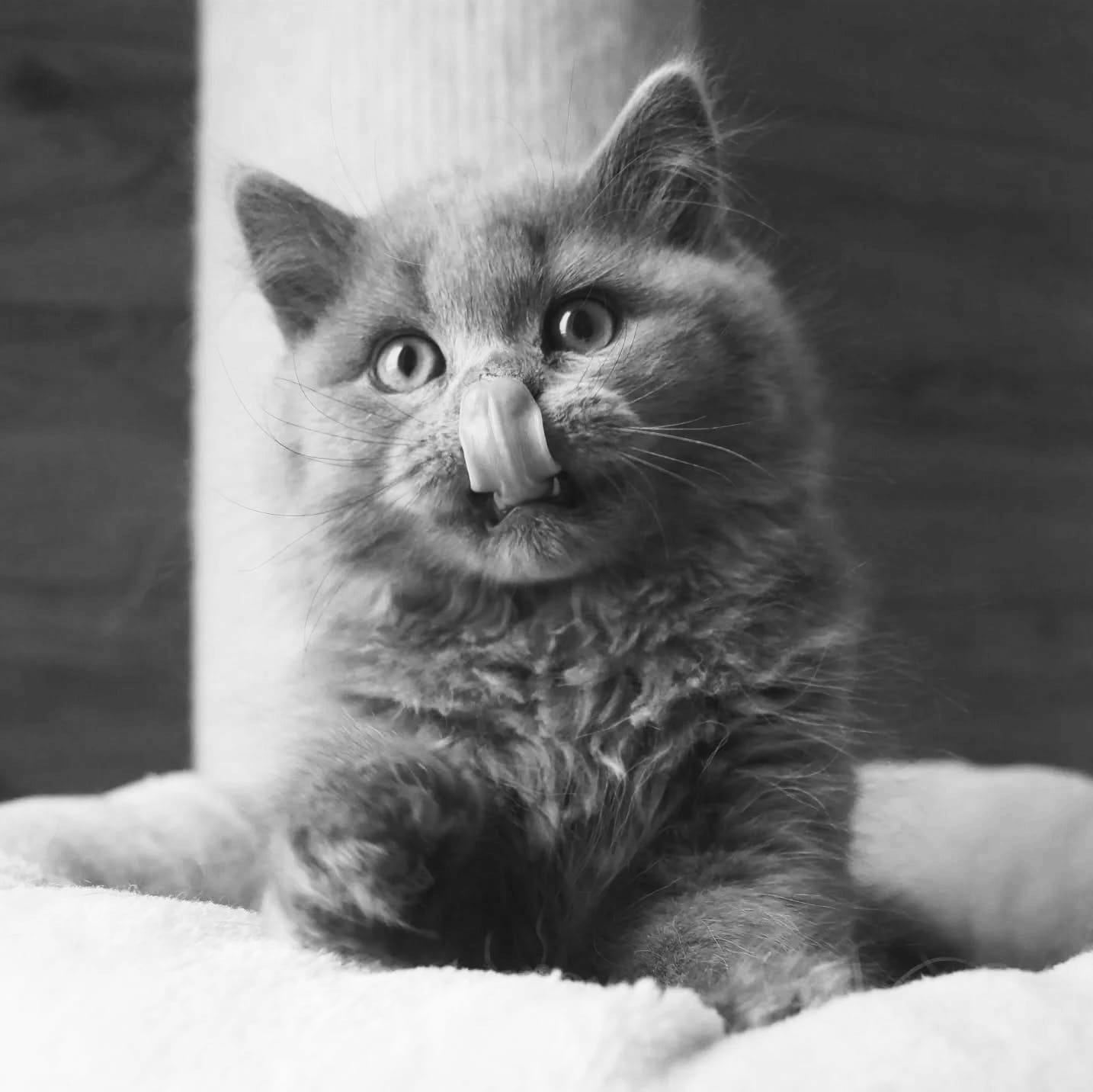 Ready to find your dream kitten